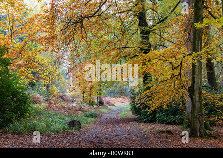 Im Herbst können Sie auf dem Longleat Estate in Wiltshire, England, durch den Shearwater Forest wandern Stockfoto