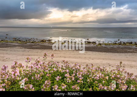 Blick von Maharees Strand an der Nordküste der Halbinsel Dingle, Irland, Europa. Stockfoto