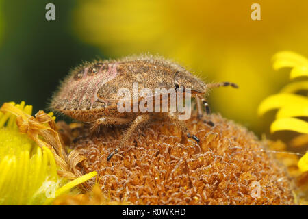 Haarige Shieldbug Nymphe (Dolycoris baccarum) auf gemeinsame Fleabane wildflower. Tipperary, Irland Stockfoto