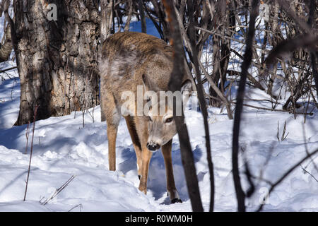 Carburn Park Rehe im Winter Stockfoto