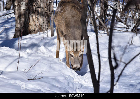 Carburn Park Rehe im Winter Stockfoto