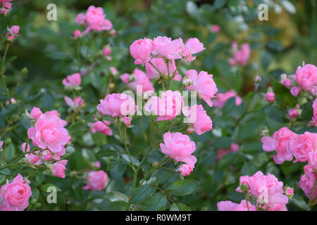 Klettern Rosen Bush mit perfekter Blüten, hellrosa Kletterrose Blumen im frühen Herbst in Deutschland, eden Rosen Stockfoto
