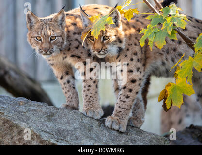 Eurasischer Luchs. Porträt des jungen eurasischen Luchs-Jungen, die am Herbstabend auf dem Felsen stehen. Stockfoto