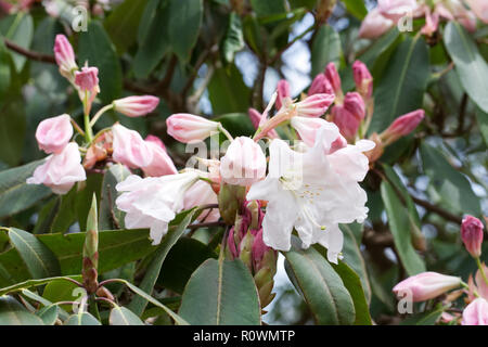 Rhododendron 'Loderi Rosa Diamant' Blumen. Stockfoto