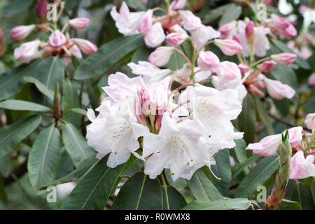 Rhododendron 'Loderi Rosa Diamant' Blumen. Stockfoto