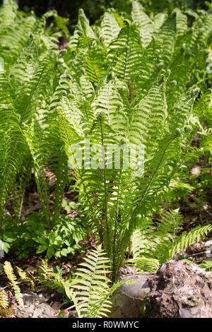 Matteuccia Struthiopteris. Ostrich Fern. Stockfoto