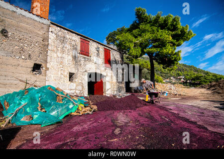 Grappa Produktion im Dorf Sveta Nedilja auf der Insel Hvar, Kroatien. Trester - links über der Weinbereitung nach Drücken der Traube. Stockfoto