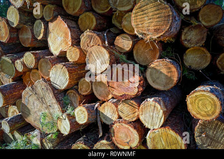 Holz- Protokolle von Pinienwäldern im Wald, in einem Haufen gestapelt. Stockfoto