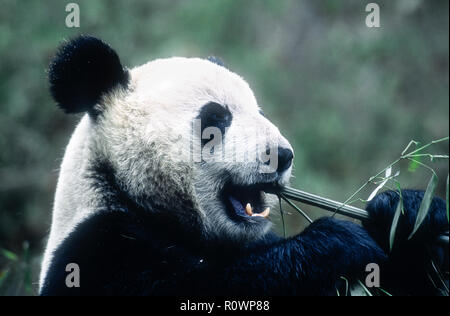 Asien; China; Chongqing, Provinz Sichuan, Chongqing China Panda finden; Tierwelt; Säugetiere; Bären; Panda; gefährdete Arten; Essen Bambus. Stockfoto