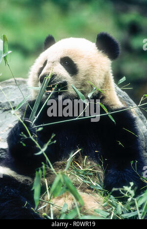 Asien; China; Chongqing, Provinz Sichuan, Chongqing China Panda finden; Tierwelt; Säugetiere; Bären; Panda; gefährdete Arten; Essen Bambus. Stockfoto