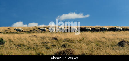Eine Linie von Schafen gehen über offenen Moor. Stockfoto
