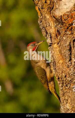 Grünspecht (picus viridis) Porträt, in der Nähe des Nest Stockfoto