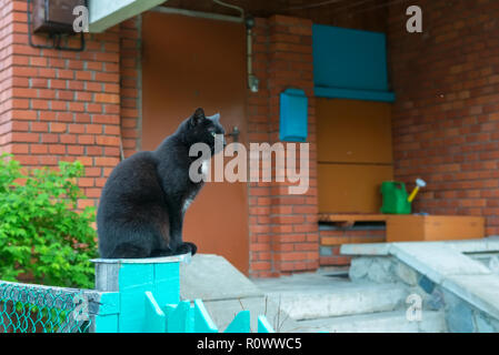 Schwarze Katze sitzt vor der Veranda eines Wohngebäudes Stockfoto