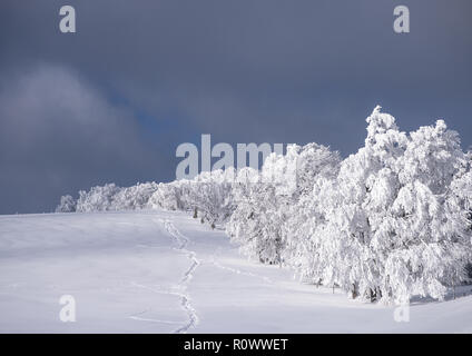 Winterlandschaft am Schauinsland im Schwarzwald, BRD Stockfoto