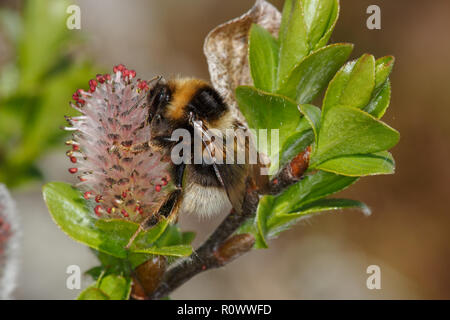 Heide Hummel, Bombus jonellus, auf Whortle-leaved Willow Stockfoto