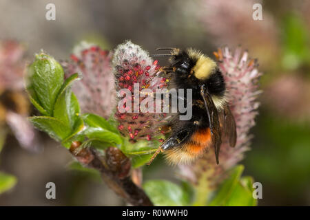 Heidelbeere Hummel, Bombus monticola, auf Whortle-leaved willow Palmkätzchen Stockfoto