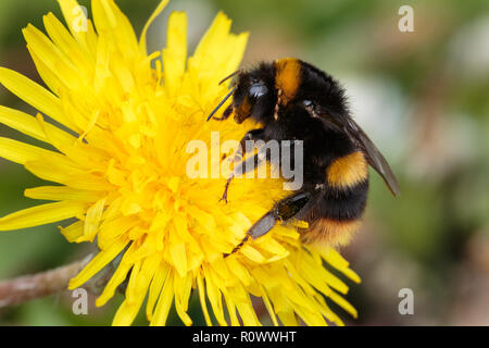 Buff-tailed Hummel, Bombus terrestris, Königin nectaring auf Dandylion Blume Stockfoto