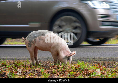 Schweine essen Eicheln im New Forest National Park, Hampshire, UK, eine Praxis, die man als Pannage Stockfoto