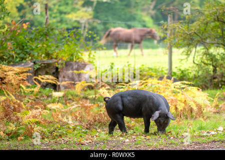 Schweine essen Eicheln im New Forest National Park, Hampshire, UK, eine Praxis, die man als Pannage Stockfoto