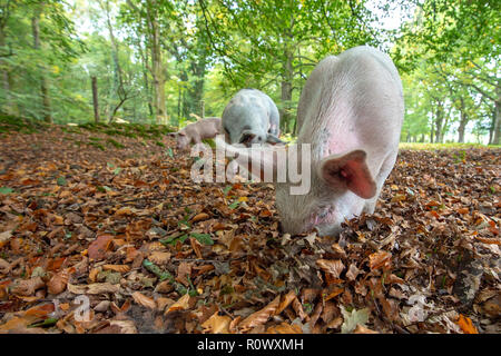 Schweine essen Eicheln im New Forest National Park, Hampshire, UK, eine Praxis, die man als Pannage Stockfoto