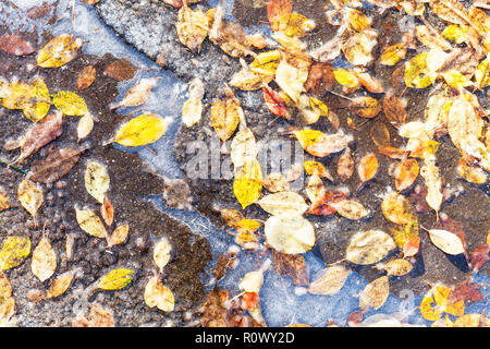 Blick von oben auf die verschiedenen Laub in der Pfütze auf der Straße im frostigen Herbst Tag gefroren Stockfoto