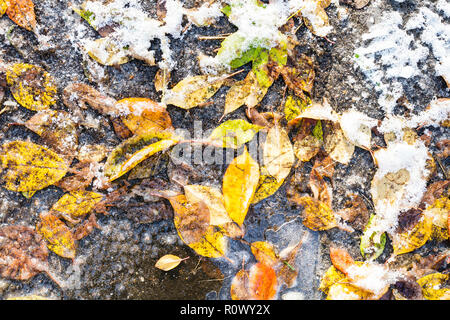 Blick von oben auf die verschiedenen bunten Laub in der Pfütze im frostigen Herbst Tag gefroren Stockfoto