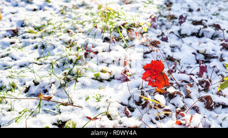 Panorama der schneebedeckten Rasen mit grünem Gras und rote Blätter fallen, mit dem ersten Schnee Stockfoto