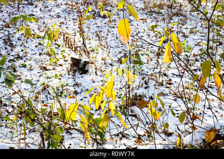Green Bush von Sun auf Waldlichtung mit dem ersten Schnee im frostigen Herbst Tag angestrahlt Stockfoto