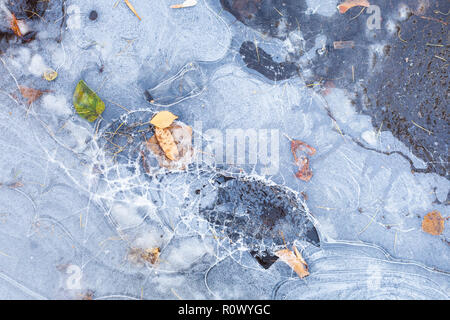 Gebrochene Eiskruste auf gefrorenen Pfütze mit gefallenen Blätter im Herbst Stockfoto