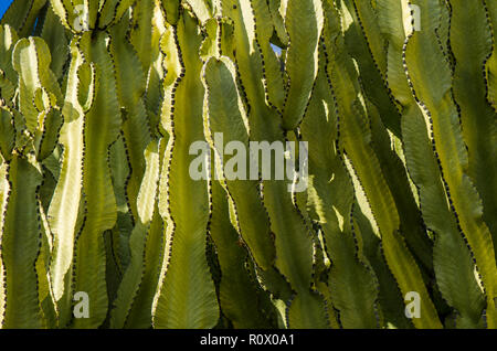 Detail der Kandelaber Baum, Euphorbia Candelabrum, Benalmadena, Spanien. Stockfoto