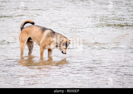 Hund im Wasser in einem ein Elefant Rettungs- und Rehabilitationszentrum im Norden von Thailand - Asien Stockfoto