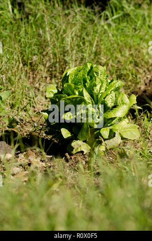 Grüner Salat im Gemüsegarten wächst, Spanien. Stockfoto