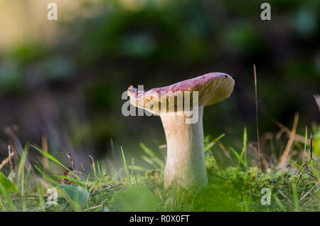 Pilz, psathyrella sp. in Wald, Nahaufnahme, Makro, Spanien. Stockfoto