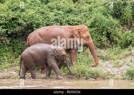 2 Elefanten (1 Erwachsene und 1 Baby) zu Fuß in der Nähe der Wasser in einem ein Elefant Rettungs- und Rehabilitationszentrum im Norden von Thailand - Asien Stockfoto