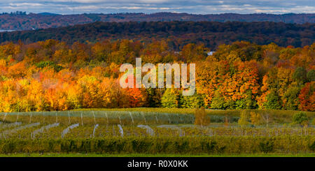 Sonne bricht durch die Wolken an einem Herbsttag Beleuchtung auf den Baum Farben und die Weinberge an Old Mission Peninsula im Herbst. Stockfoto