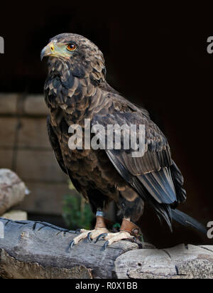 Sie Eagle (Terathopius ecaudatus) juvenile Stockfoto