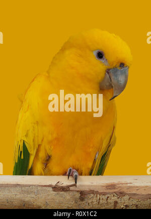 Golden Sittiche (guaruba guarouba) Stockfoto
