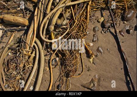 Algen und Meer Spulen mit Steinen und Kies Ästen und Stöcken auf dem sandigen Pacific Ocean Beach Stockfoto