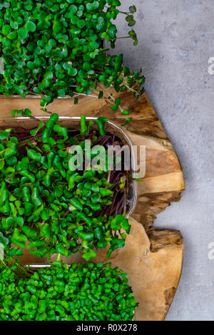 Micro grünen Sprossen auf hölzernen Hintergrund isoliert. Gesunde Ernährung, frische Bioprodukte und Restaurant Konzept. Draufsicht auf Brunnenkresse, Rettich, arug Stockfoto