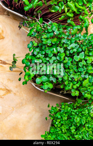 Wachsende microgreens auf Holz- Hintergrund. Gesunde Ernährung Konzept der frischen Garten produzieren organisch als Symbol der Gesundheit gewachsen. Ansicht von oben kopieren Raum Stockfoto