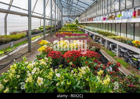 Innenraum eines großen Gewächshaus mit blühenden Blumen und Pflanzen Baumschule. Blumen und Pflanzen zum Verkauf. Trient, Norditalien, Europa Stockfoto