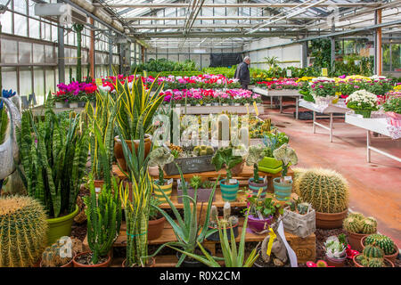 Innenraum eines großen Gewächshaus mit blühenden Blumen und Pflanzen Baumschule. Blumen und Pflanzen zum Verkauf. Trient, Norditalien, Europa Stockfoto