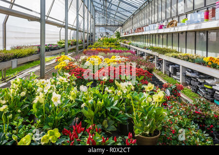 Innenraum eines großen Gewächshaus mit blühenden Blumen und Pflanzen Baumschule. Blumen und Pflanzen zum Verkauf. Trient, Norditalien, Europa Stockfoto