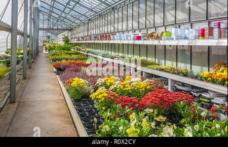 Innenraum eines großen Gewächshaus mit blühenden Blumen und Pflanzen Baumschule. Blumen und Pflanzen zum Verkauf. Trient, Norditalien, Europa Stockfoto