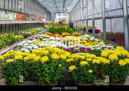 Innenraum eines großen Gewächshaus mit blühenden Blumen und Pflanzen Baumschule. Blumen und Pflanzen zum Verkauf. Trient, Norditalien, Europa Stockfoto