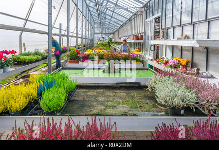 Innenraum eines großen Gewächshaus mit blühenden Blumen und Pflanzen Baumschule. Blumen und Pflanzen zum Verkauf. Trient, Norditalien, Europa Stockfoto