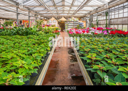 Innenraum eines großen Gewächshaus mit blühenden Blumen und Pflanzen Baumschule. Blumen und Pflanzen zum Verkauf. Trient, Norditalien, Europa Stockfoto