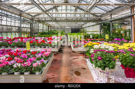 Innenraum eines großen Gewächshaus mit blühenden Blumen und Pflanzen Baumschule. Blumen und Pflanzen zum Verkauf. Trient, Norditalien, Europa Stockfoto