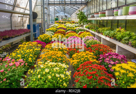 Innenraum eines großen Gewächshaus mit blühenden Blumen und Pflanzen Baumschule. Blumen und Pflanzen zum Verkauf. Trient, Norditalien, Europa Stockfoto