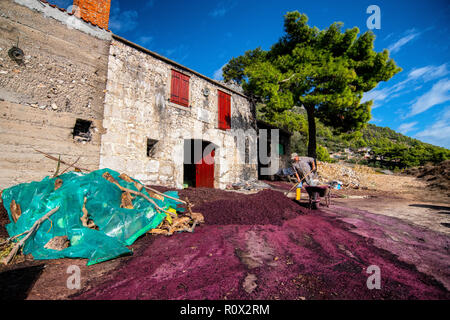 Grappa Produktion im Dorf Sveta Nedilja auf der Insel Hvar, Kroatien. Trester - links über der Weinbereitung nach Drücken der Traube. Stockfoto